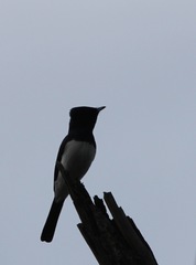 Myiagra cyanoleuca