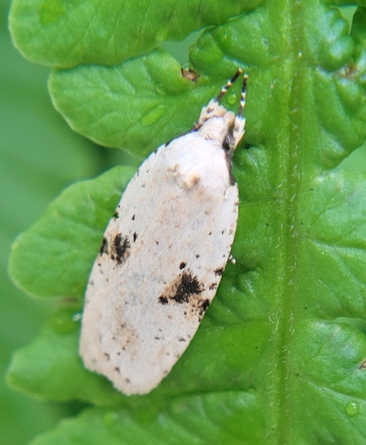 Agonopterix petasitis