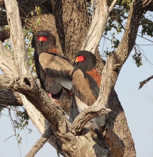 Bateleur (Terathopius ecaudatus), photo 10