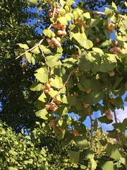 Ginkgo biloba