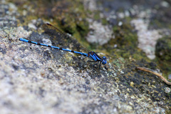 Argia elongata