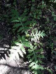 Cirsium ehrenbergii