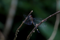 Brechmorhoga nubecula