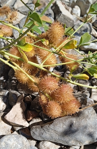 Glycyrrhiza triphylla (Glycyrrhiza triphylla)