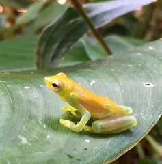 Sphaenorhynchus lacteus