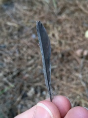 Parus major