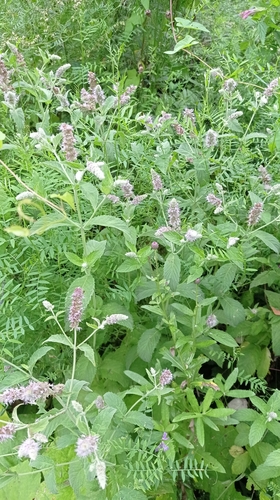 Наблюдение на iNaturalist