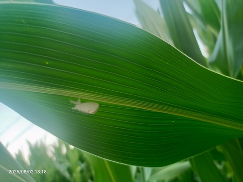 Swan Moth