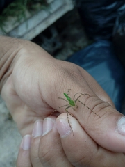 Peucetia viridans