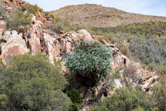 Cussonia paniculata paniculata