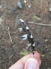 Otus scops