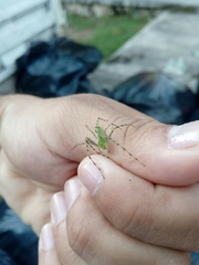 Peucetia viridans