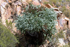 Cussonia paniculata paniculata