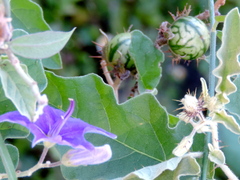 Solanum houstonii