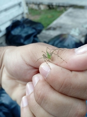 Peucetia viridans