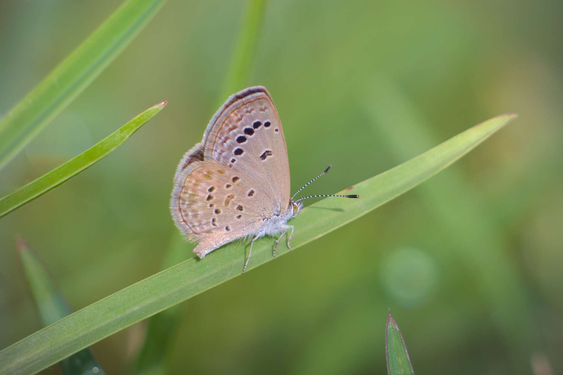 Lesser Grass Blue