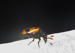 Nicrophorus olidus