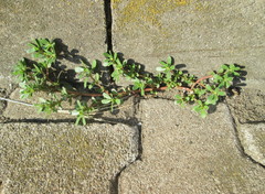 Portulaca oleracea