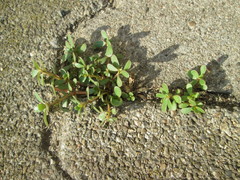 Portulaca oleracea