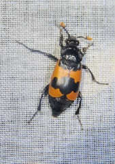 Nicrophorus olidus