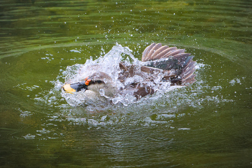 Canard à bec tacheté