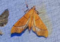 Anarmodia
