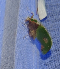 Pycnopalpa bicordata