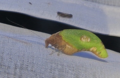 Pycnopalpa bicordata