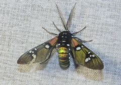 Chrysocale