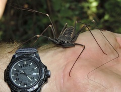 Acanthophrynus coronatus