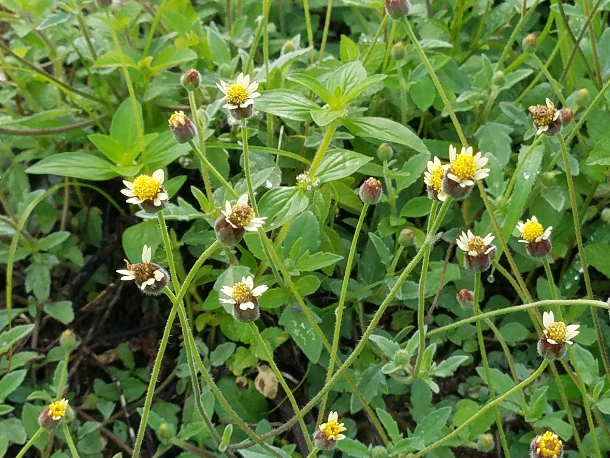 Tridax daisy (Tridax procumbens) · iNaturalist