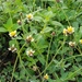 Tridax Daisy - Photo (c) Emma Navarro, some rights reserved (CC BY-NC), uploaded by Emma Navarro