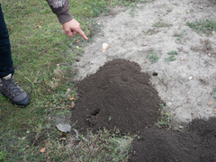 Thomomys talpoides
