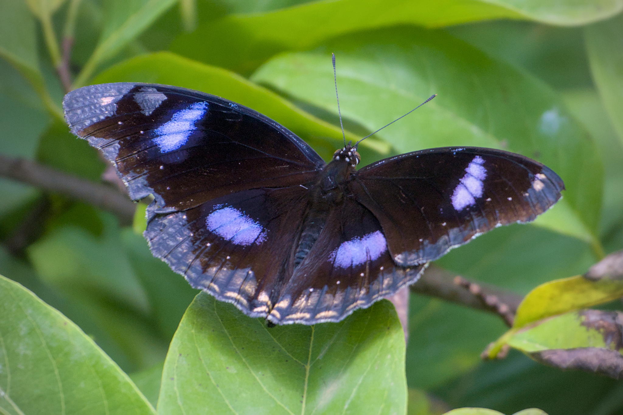 Great Eggfly