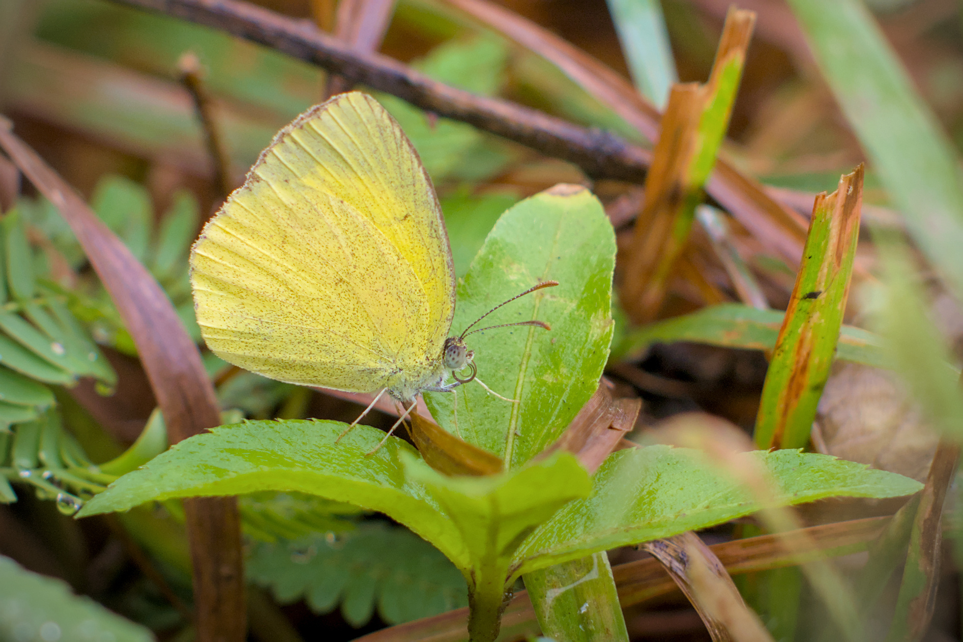Small Grass Yellow