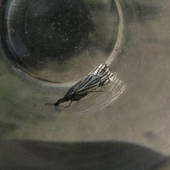 Chrysocramboides craterella