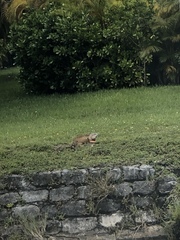 Iguana iguana