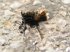 Osmia azteca