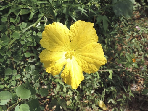 Luffa aegyptiaca