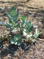 Calotropis