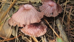 Mycena holoporphyra
