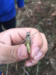 Melanoplus punctulatus