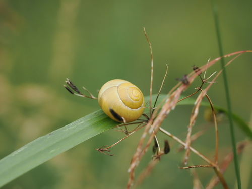 Cepaea