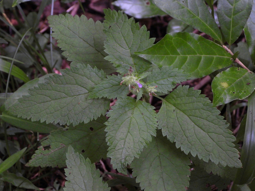 Teucrium veronicoides iNat (1)