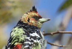 Crested Barbet photo 2