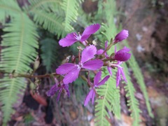 Stylidium productum
