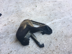 Ateles geoffroyi vellerosus