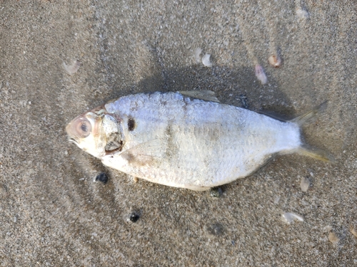 Anodontostoma chacunda observed 2025-08-02