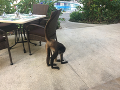Ateles geoffroyi vellerosus