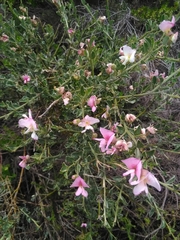 Podalyria myrtillifolia